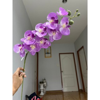 กล้วยไม้ ฟาแลนด์ งานดอกฟาแลนด์ พลีเมี่ยม พร้อมส่งจากไทย เลือ…