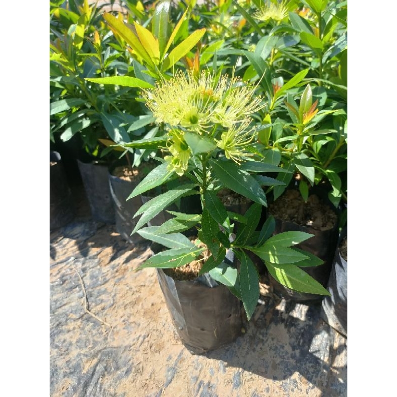 ต้นรักแรกพบ ดอกสีเหลือง ละมุน ไม้มงคล ความหมายดี ใส่ถุงดำขนาดสูง 20-30 ซม. และใส่กระถาง 8 นิ้ว สูง 40-50 ซม.