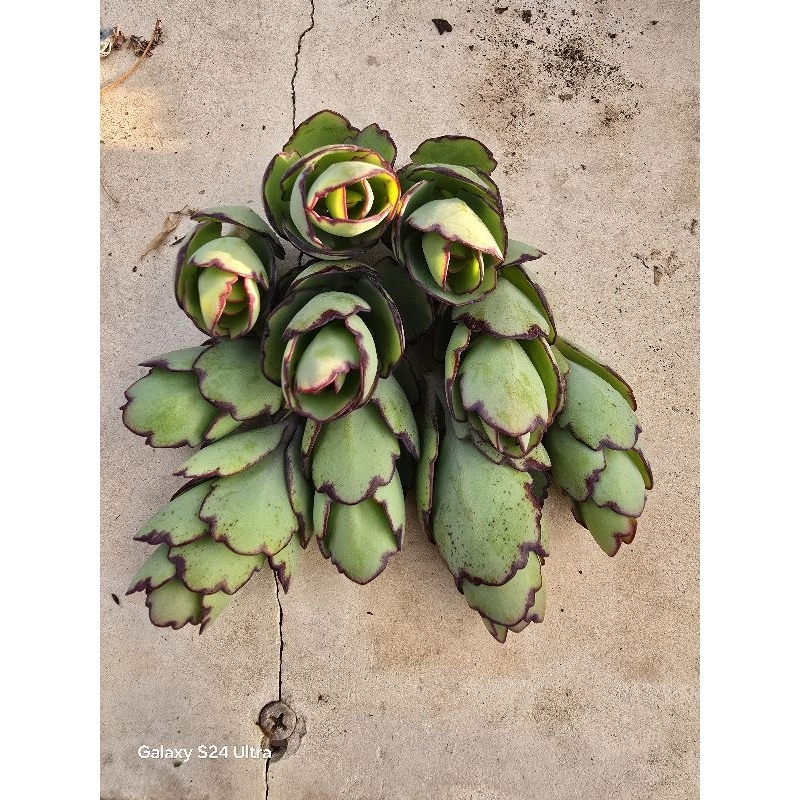 ✅️🛻🔪ตัดสดพร้อมส่ง✂️✅️ ชุดละ 10 ช่อกุหลาบหิน ไม้อวบน้ำ succulent แคคตัสคาลันโซลาซิฟลอร่า ชุดสุดคุ้ม