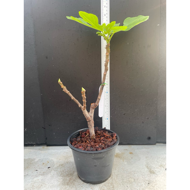 มะเดื่อฝรั่ง Fig พันธุ์ CDDB (Coll De Dama Blanca)ต้นใหญ่