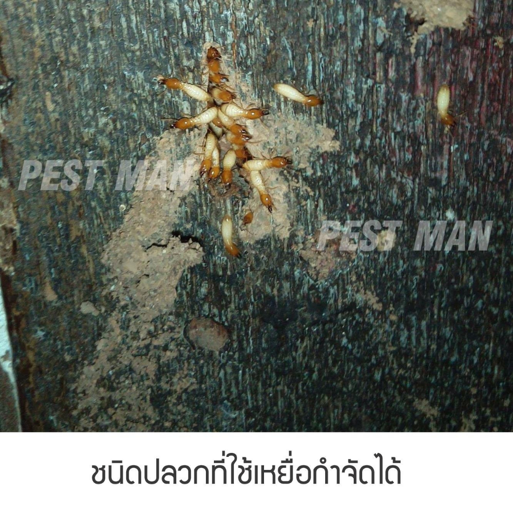เหยื่อกำจัดปลวก Exo termite bait  2 ซอง 360 กรัมและกล่องสถานีติดตั้ง - รูปที่ 3