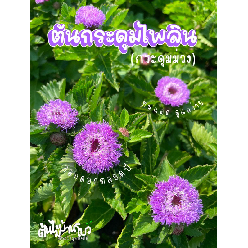 ต้นกระดุมม่วง,กระดุมไพลิน กระถาง6" ต้นแข็งแรงรากเดินดี