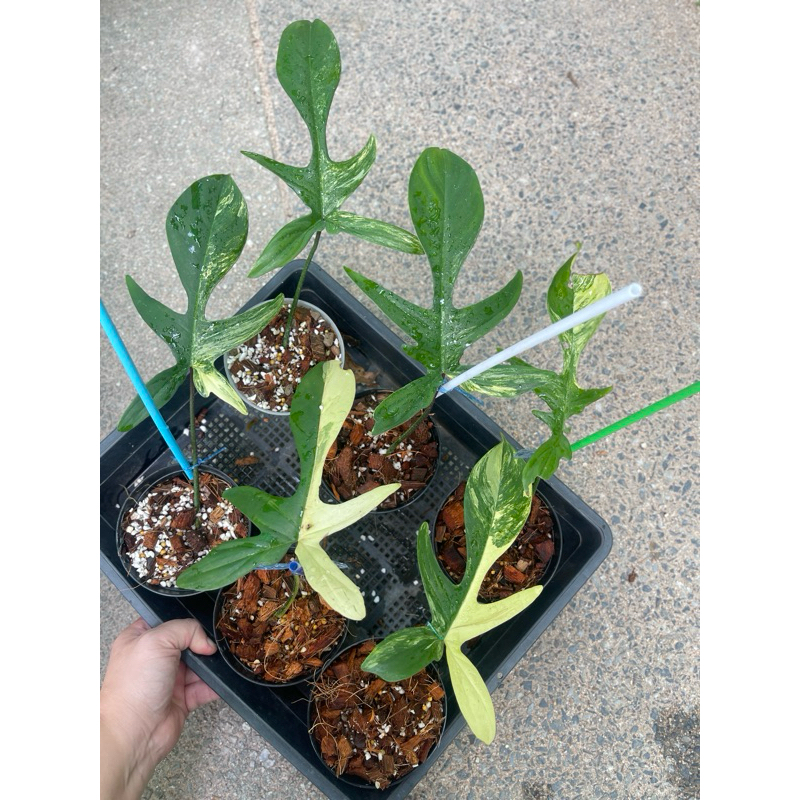 philodendron florida beauty ฟิโลก้ามกุ้งด่าง ฟิโลเดนดรอนก้ามกุ้งด่าง กุ้งด่าง