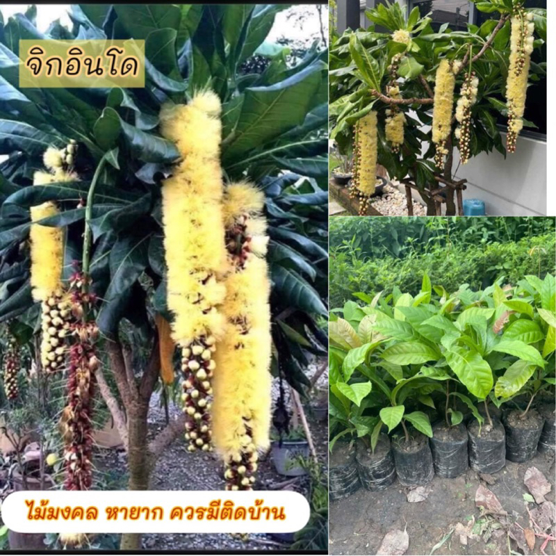 ต้น จิกแคระอินโด ขนาด 40-50เซน ออกดอกไว