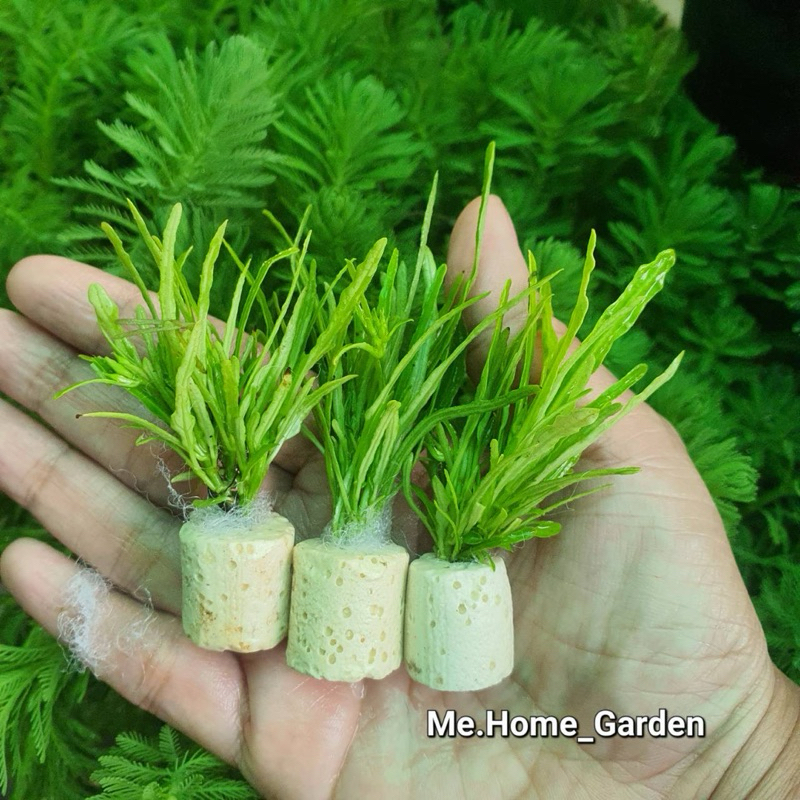 🥦🥦ต้นริบบิ้นเขียว ต้นไม้น้ำ หลอดเซรามิกค์ 1ชุด3หลอด