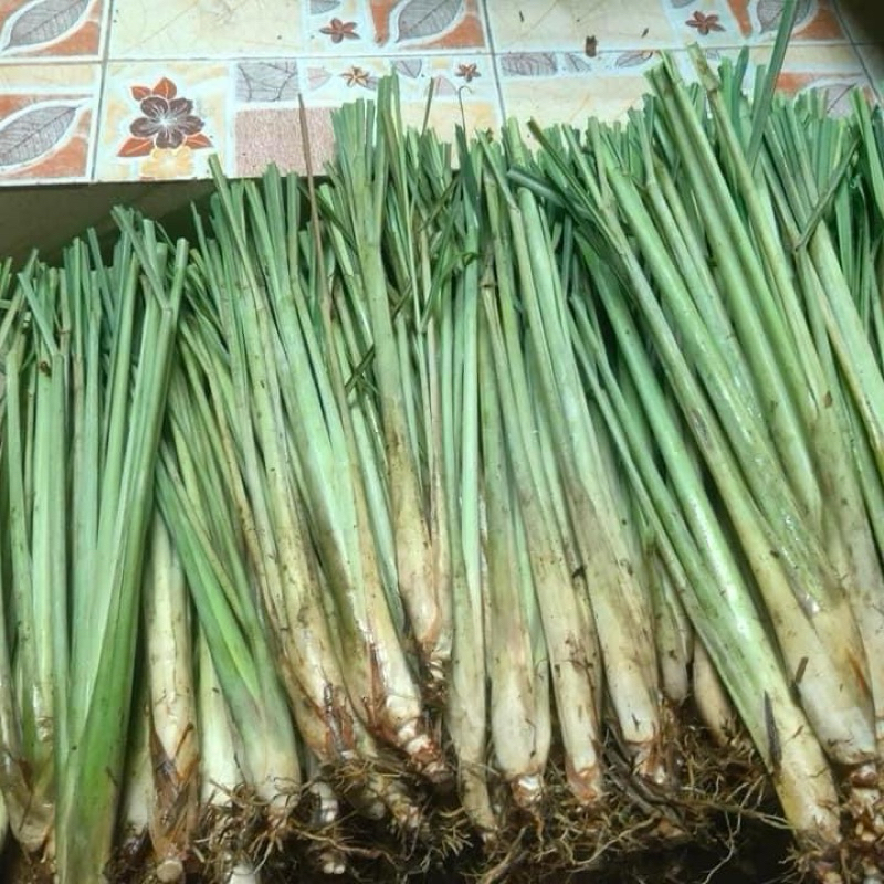 พันธุ์ตะไคร้หยวกขาว หยวกเกษตรขาว 20 ต้น 60 บาท ตะไคร้สายพันธุ์ดี มีกลิ่นหอมได้รสชาติเครื่องแกง หอมกว่าสายพันธุ์ชนิดอื่น