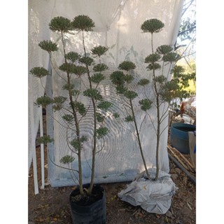 ต้นสนหอม ไล่ยุง.ใบมีกลิ่นหอม ฟอร์มสวย ต้นใหญ่ พุ่มเยอะ สูง17…