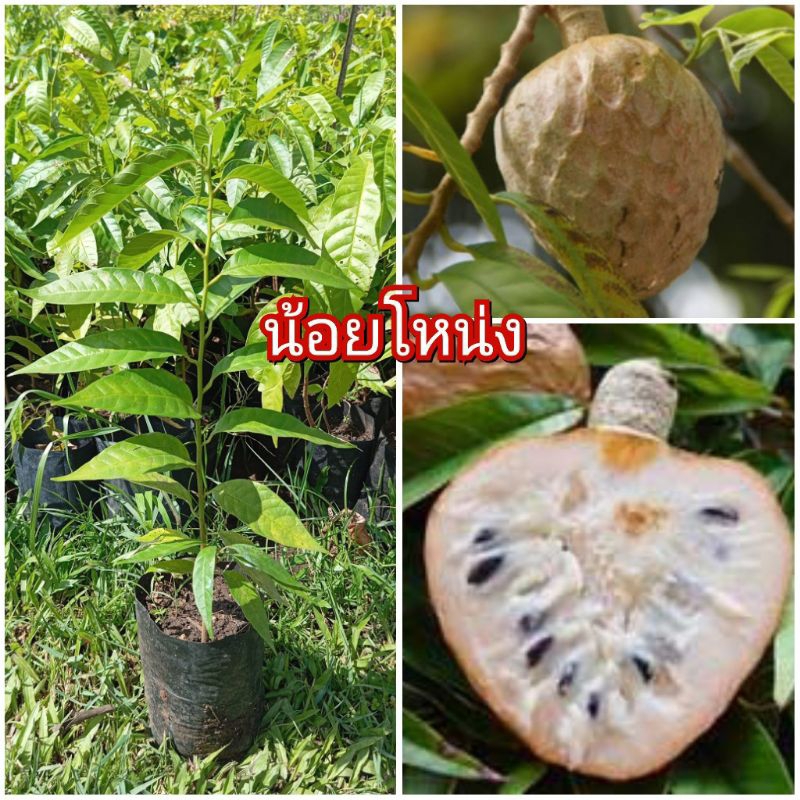 ต้นน้อยโหน่ง ชุด 2 ต้น