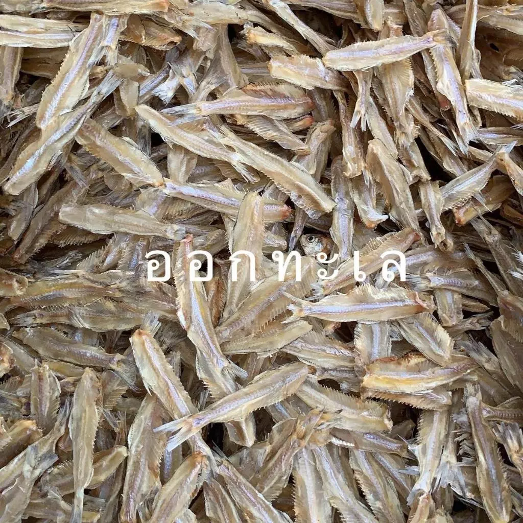 ปลาแห้งตัดหัว ปลาใส้ตัน ปลาใหม่ ปลาเนื้อสวย ไม่เค็ม