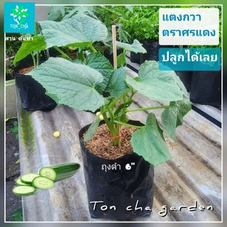 แตงกวา หรือ แตงร้าน เพาะในถุงดำ 6 นิ้ว ต้นสมบูรณ์แข็งแรง พร้อมย้ายปลูกได้เลย