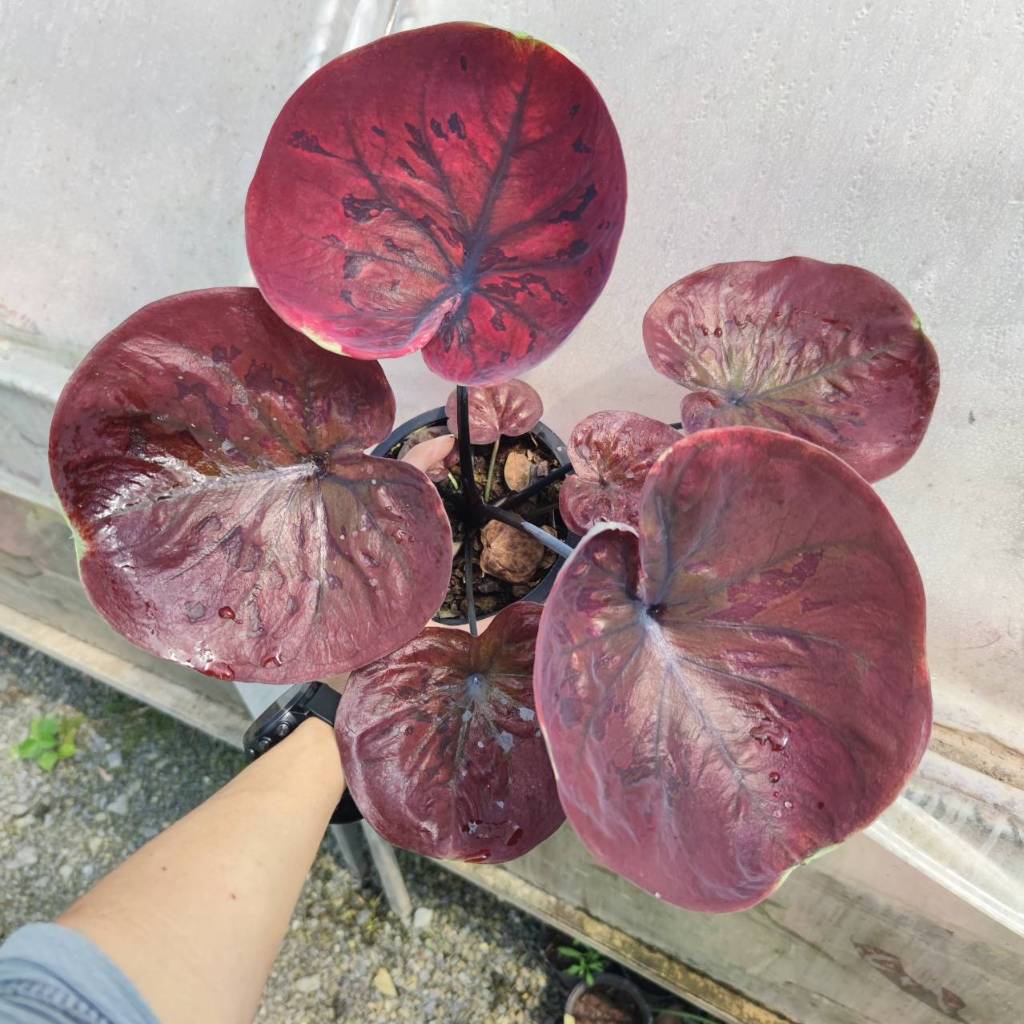 วันเสาร์ บอนสี ใบกลม Caladium