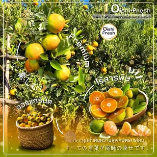 🇹🇭Oishi-fresh🍊ส้มสายน้ำผึ้ง หวานจัด เปรี้ยวนิดๆ รสชาติหวาน หอม กลิ่นส้ม สด ใหม่ ใยอาหารสูง เคลมได้ 1-2 วัน