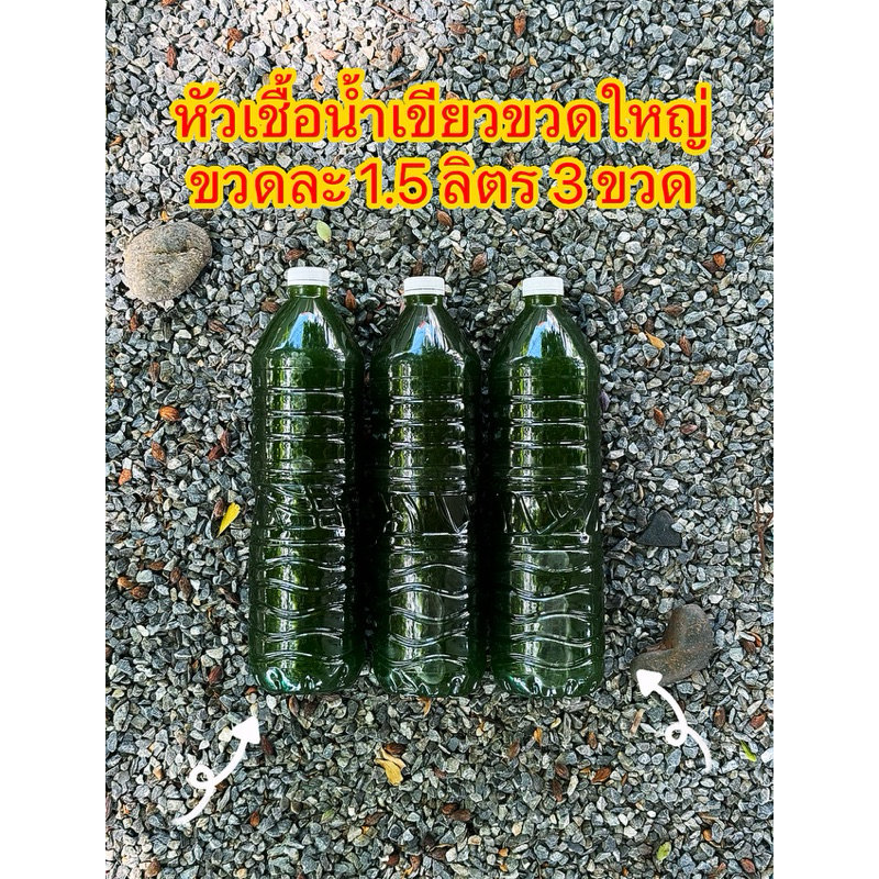 หัวเชื้อน้ำเขียว ขวดละ 1.5 ลิตร 3 ขวด อามิ อามิ สาหร่ายคลอเรลา 100% ไรแดงมาโคร โครปา ปลากัด macrocropa