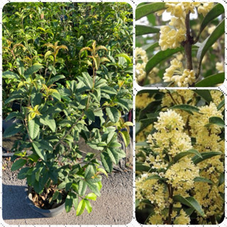 ต้นหอมหมื่นลี้ เป็นไม้โบราณ ไม้ดอกหอม ฟอร์มสวย ไม้มงคล (สูง …