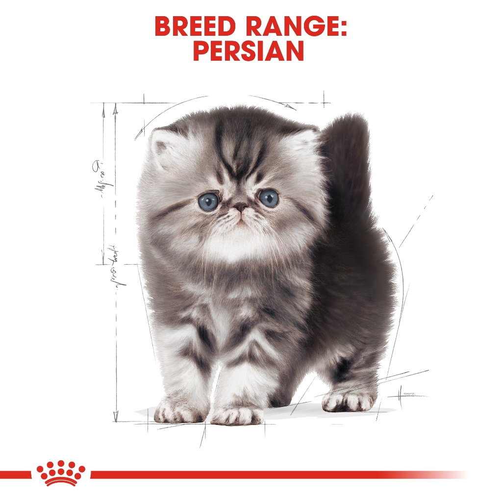 Royal Canin Cat Persian Kitten สำหรับลูกแมวพันธุ์เปอร์เซีย อายุ 4 - 12 เดือน - รูปที่ 5