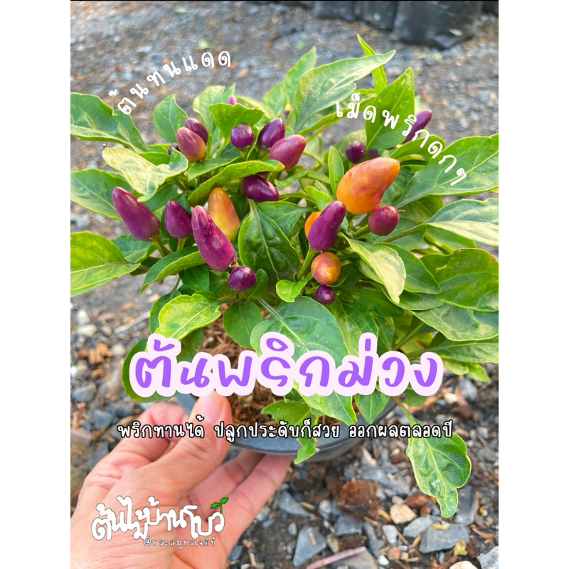 ต้นพริกม่วง ติดลูกพริกแล้ว ทานได้ ต้นสวยๆ กระถาง6,8"