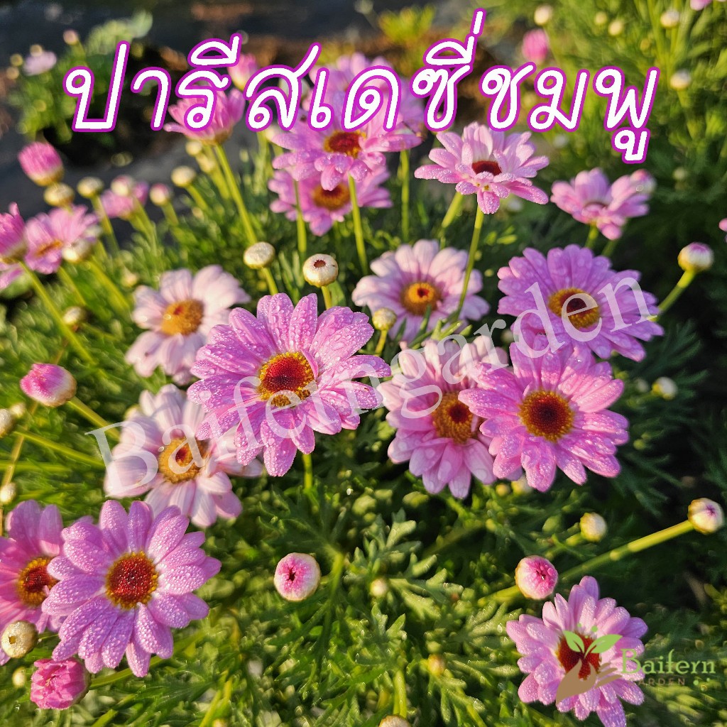 ต้นกล้าดอกปารีสเดซี่ชมพู ดอกไม้กินได้ ต้นแข็งแรง พร้อมปลูก