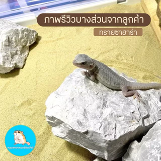 ทรายซาฮาร่า ทรายรองกรงหนู ทรายอาบน้ำหนู ของแท้100% ใช้แล้วขนสวยมาก - Sahara Sand / ทรายแฟตเทล / ทรายแฮมเตอร์ /