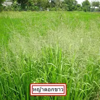 ยกลัง 12 ขวด**จำกัดออเดอร์ละ1ลัง** | ช๊าคโคลนิล (โคลมาโซน+โพรพานิล) 1 ลิตร สูตรน้ำท่วมยอดข้าวได้ ข้าวไม่ช้ำ