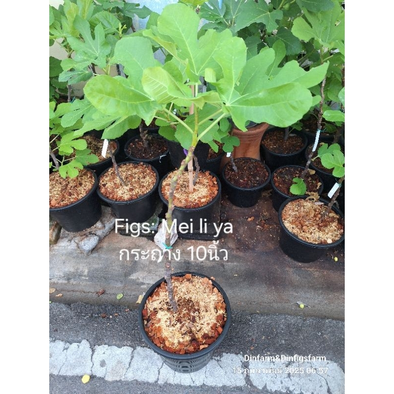 มะเดื่อฝรั่ง Mei Li Ya/Tree figs