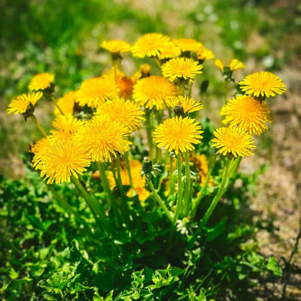 ต้นกล้าดอกแดนดิไลออน ต้นแข็งแรงรากแน่นๆ ทนแล้งออกดอกสวย - รูปที่ 5