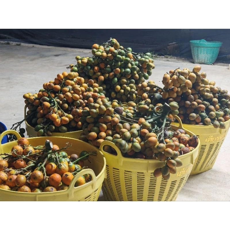 หมากสุก 1กิโลกรัม 15-20ลูก หมากแก่ส้ม สั่งได้ ตัดใหม่ๆไม่แห้ง🙏🙏แถมทุกออเดอร์