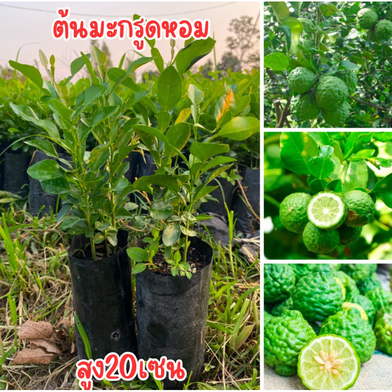 ต้นมะกรูดหอม เพาะเมล็ด  ชุด4ต้น80บาท พร้อมส่ง