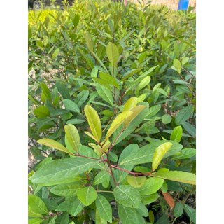 ต้นมะกอกน้ำ ต้นมะแซว พันธุ์ผลใหญ่เนื้อเยอะ (สูง 60-80cm) ปลูกดูแลง่าย รากแน่น พร้อมปลูก