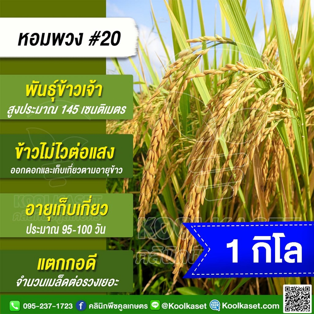 เมล็ดพันธุ์​ข้าว ข้าวเจ้า หอมพวง#20 ข้าวนาปี นาปรัง ไม่ไวแสง อายุ 95-100 วัน 1 กก.คูลเกษตร KR3