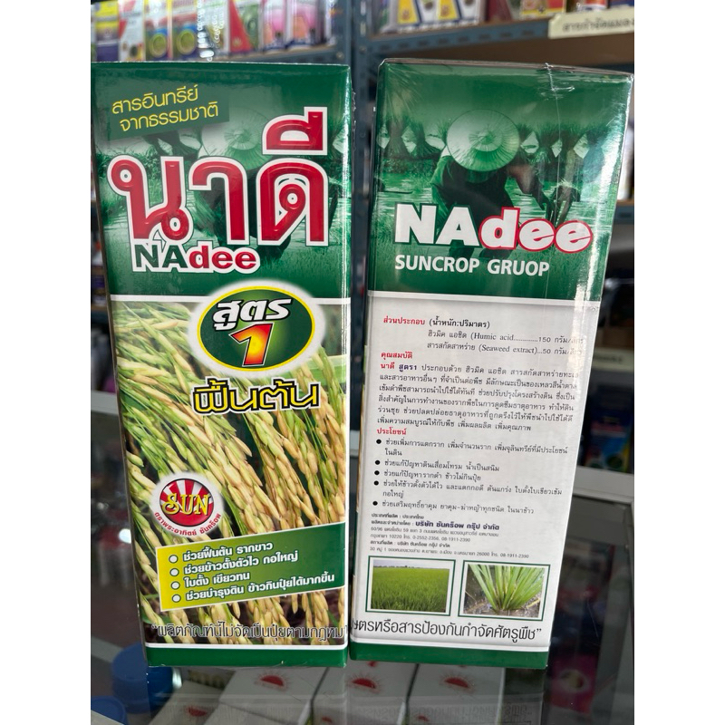 นาดี สูตร1 ฟื้นต้น รากขาว ใบเขียว ใบตั้ง ตั้งตัวไว กอใหญ่ รูปที่ 4