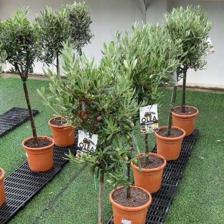 Bangkok Botanics - ต้นมะกอก ต้นโอลีฟ Olea Europaea ขนาด 90-100 ซม. 5-6 ปี พุ่มสวย มี Passport Plant