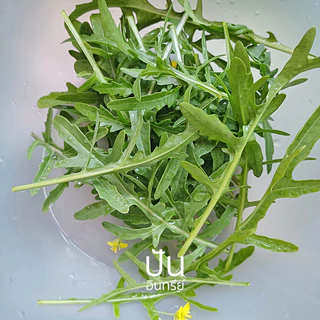 1แถม1 เมล็ดผักนำเข้า เมล็ดไวลด์ร็อกเก็ต อารูกูล่า Wild Arugula, Rocket (Organic Seed) รอคเก็ต Roquette ปันอินทรีย์