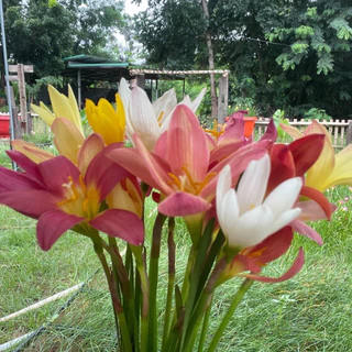 [คละสี] หัวดอกบัวดิน *เจ้าของสวนขายเอง*
