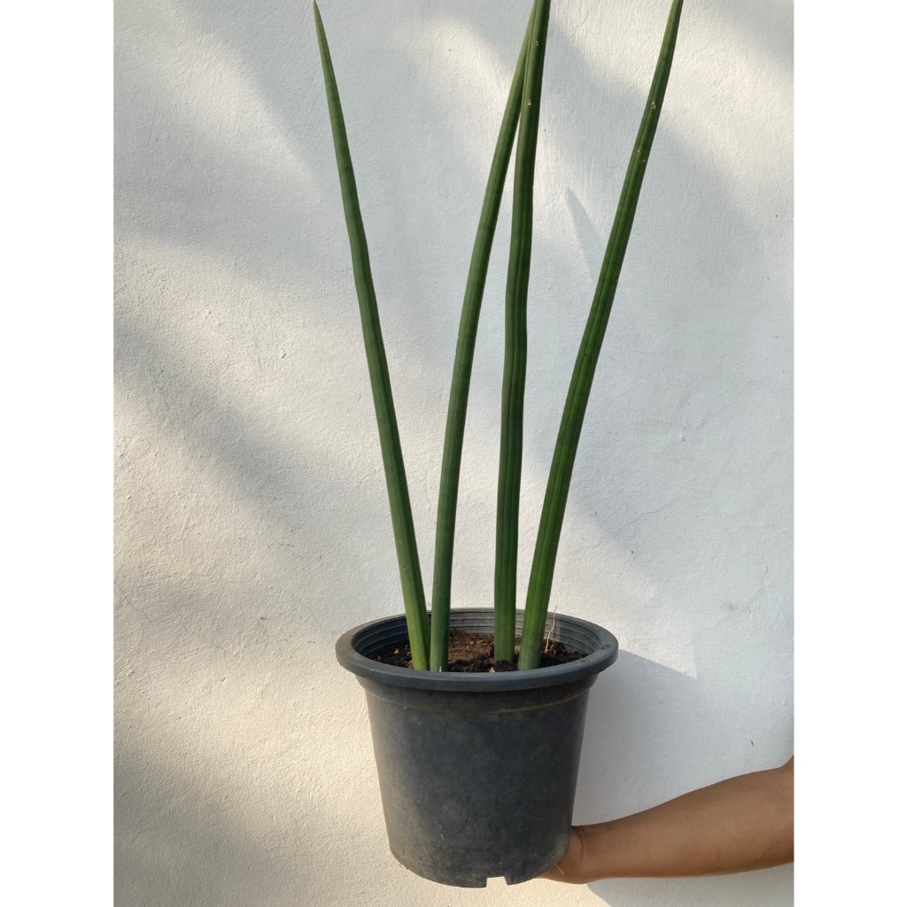 ว่านงาช้าง African Spear plant