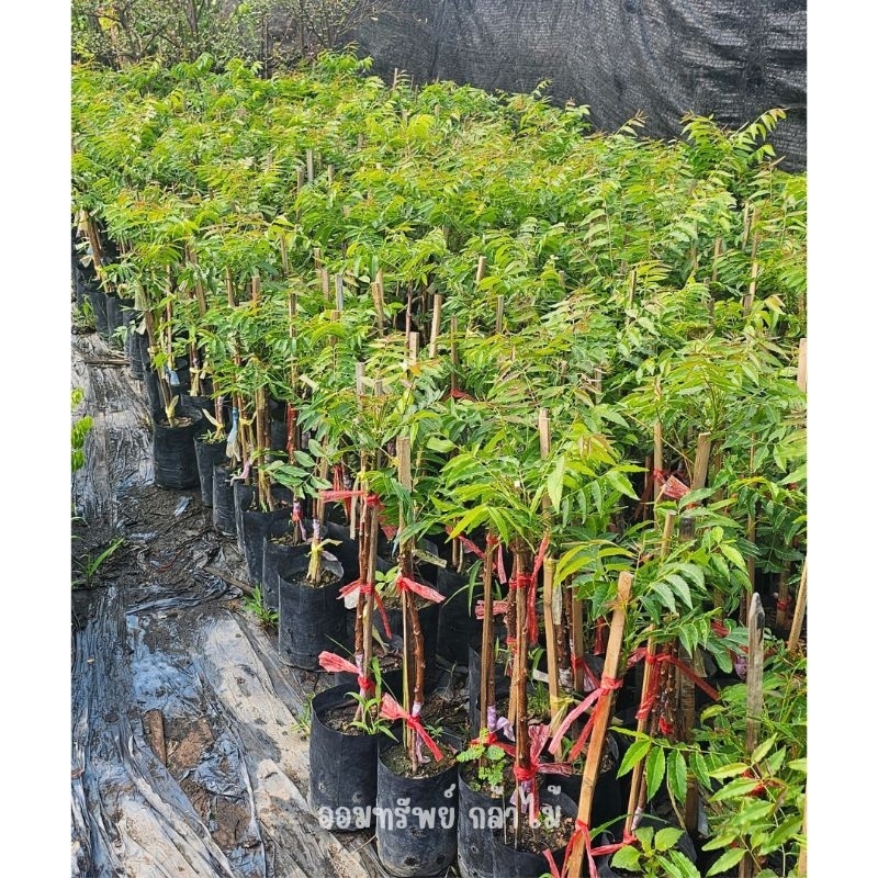 ต้นสะเดามันทวาย  รสมัน ขมน้อย เสียหายจากขนส่งเคลมฟรี