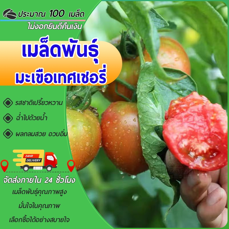 100 เมล็ด เมล็ดพันธุ์มะเขือเทศเชอรี่ม่วง เมล็ดมะเขือเทศเชอรี่ ปลูกง่าย โตไว ผลดก เมล็ดผัก ปลูกง่าย