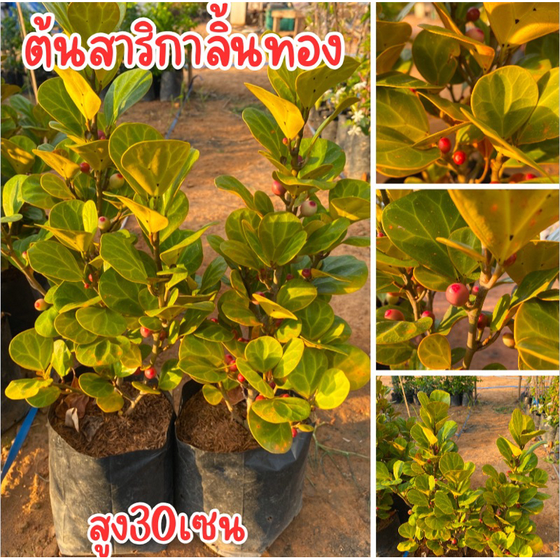 ต้นสาริกาลิ้นทอง ต้นสูง40เซนครับ พร้อมส่งครับ
