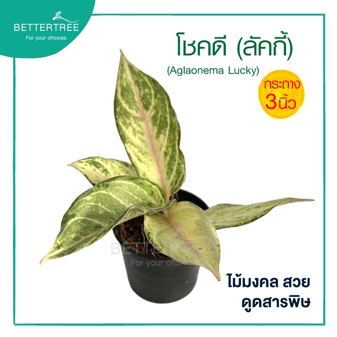 โชคดี กระถาง 3 นิ้ว หรือลักกี้ (Lucky) ต้นไม้มงคล ไม้ฟอกอากาศ
