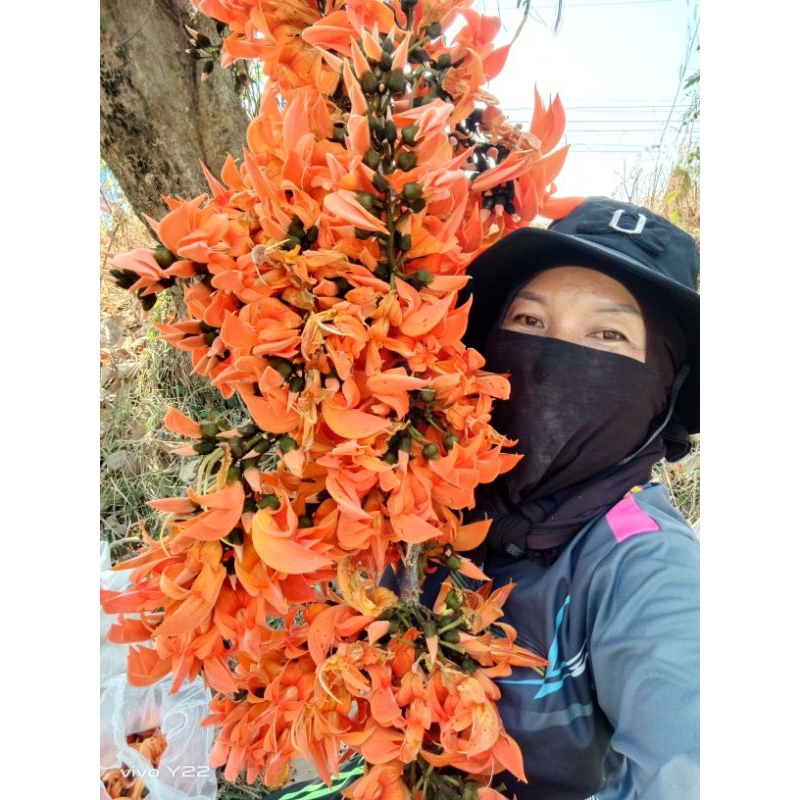 ดอกทองกวาวตากเเห้งหรือดอกจานตากเเห้ง ขนาด 100 กรัม - รูปที่ 7