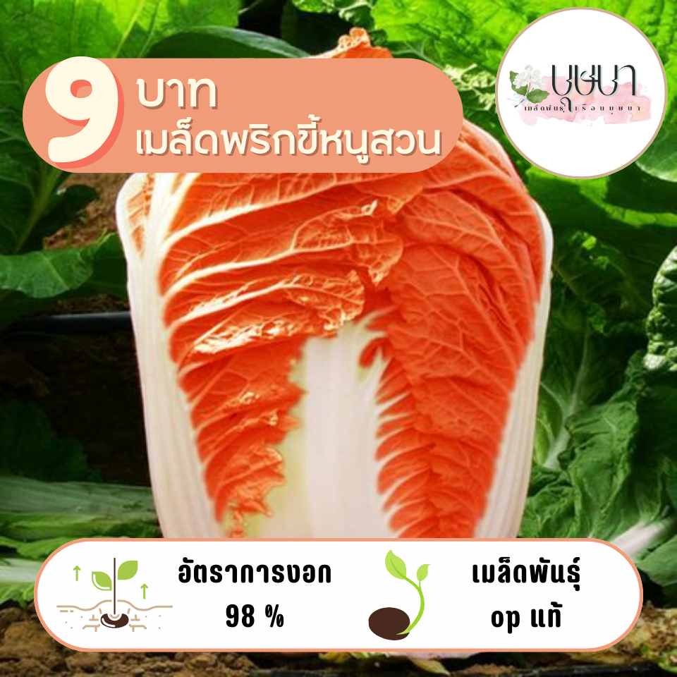 เมล็ดผักกาดสีส้ม 9บาท 100 เมล็ด