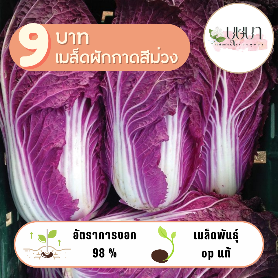 เมล็ดผักกาดสีม่วง 9บาท 100เมล็ด