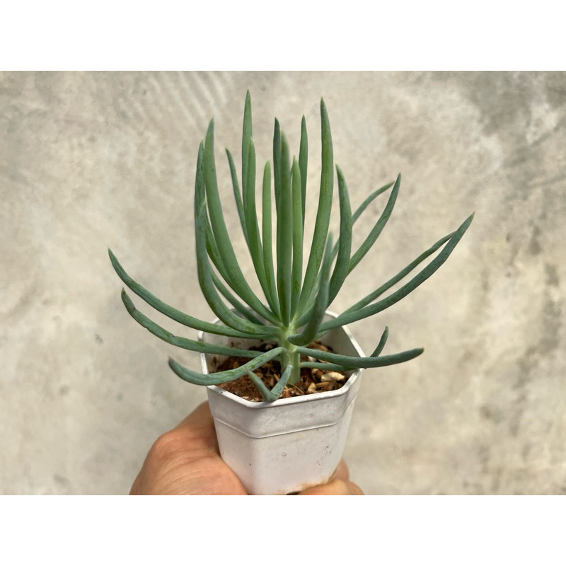 Curio talinoides 'Serpents' ไม้อวบนำ้กุหลาบหิน ขนาด 2 นิ้ว