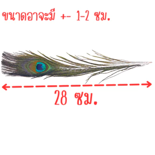 P195 ขนนกยูง ขน แท้ 100% ขนนกยูงศักดิ์สิทธิ์ ขนนก หางขนนก หางนก ตกแต่ง อะไหล่ แต่ง ชุด อลังการ SP