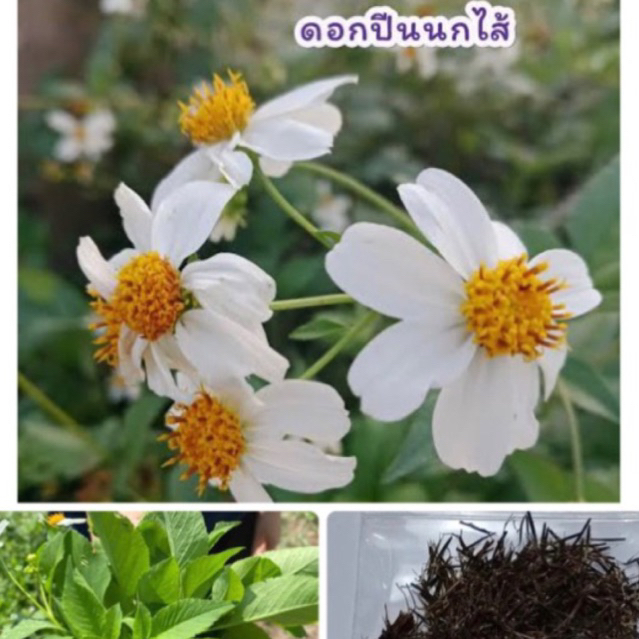 เมล็ดพันธุ์ ดอกปืนนกไส้ คาโมมายป่า ดาวกระจายไต้หวัน 600เมล็ด