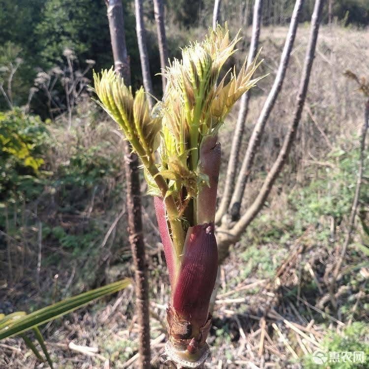 (รับ1ต้น)(แบบล้างราก) ผักหวานป่า ผักหนามเกาหลี 🏡ไม้จีนนำเข้า - รูปที่ 3