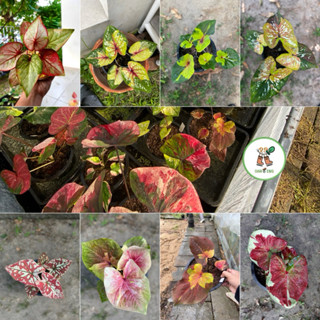 (อัพเดต 20-03-2026) บอนสีประเภทด่างและป้าย กระถาง 4 นิ้ว พร้…