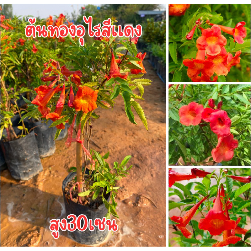 ต้นทองอุไรสีเเดง พร้อมส่ง สูง30เซน