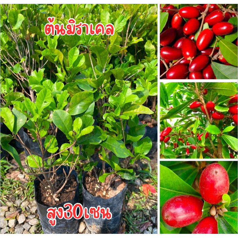 ต้นมิราเคิล ต้นพร้อมส่ง พร้อมปลูก สูง30-40เซนครับ