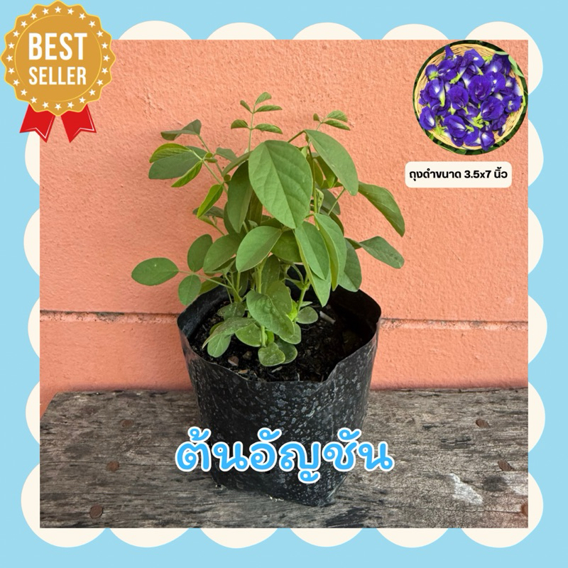 ต้นอัญชัน ในถุงดำ 3.5 x 7 นิ้ว