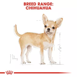 อาหารเปียก Royal Canin CHIHUAHUA ADULT สำหรับสุนัขพันธุ์ชิวาวา 12 ซอง(1 กล่อง)